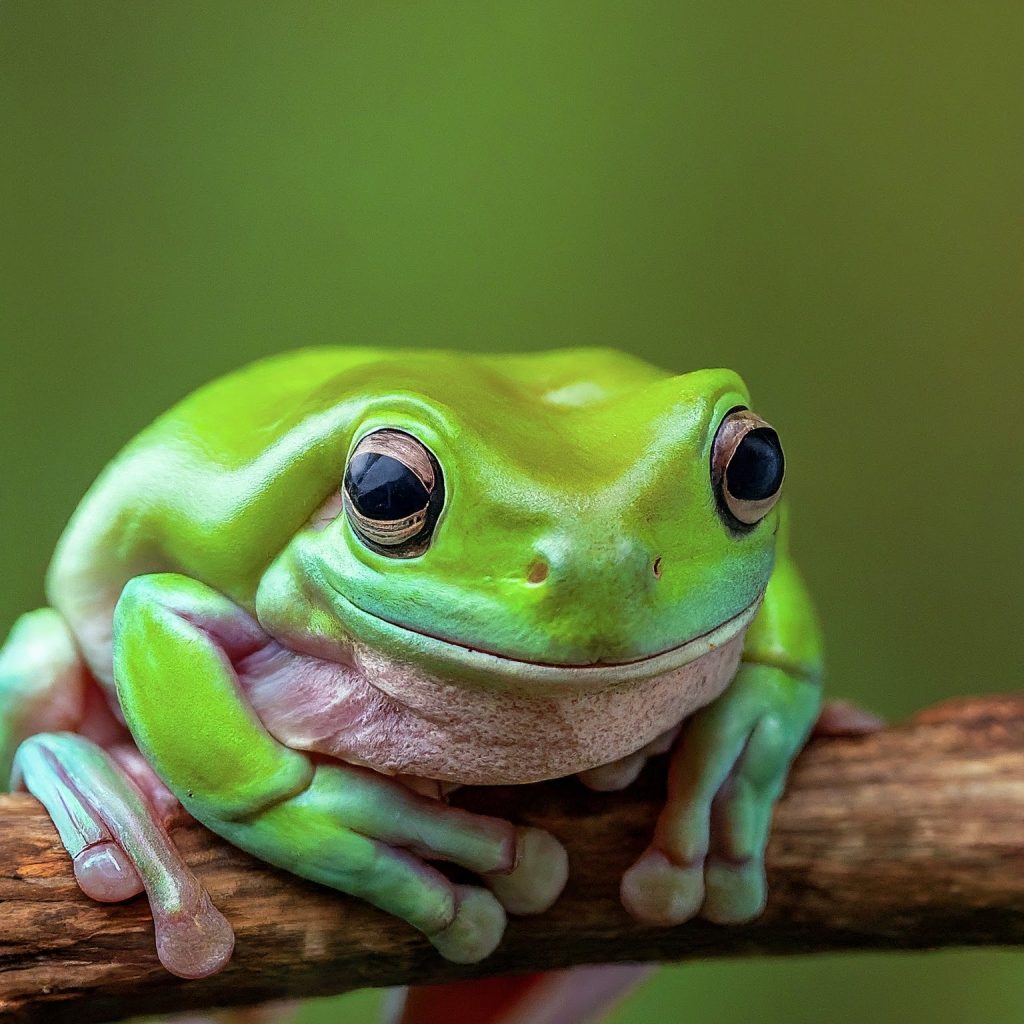 Dumpy tree frog care