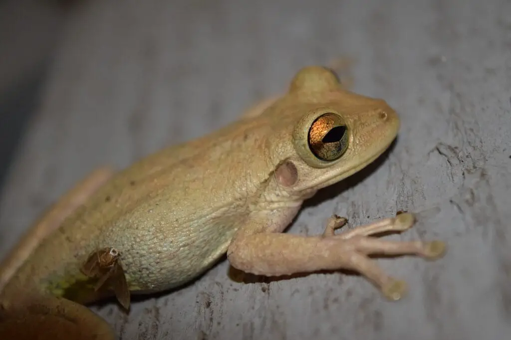 cuban tree frog at night