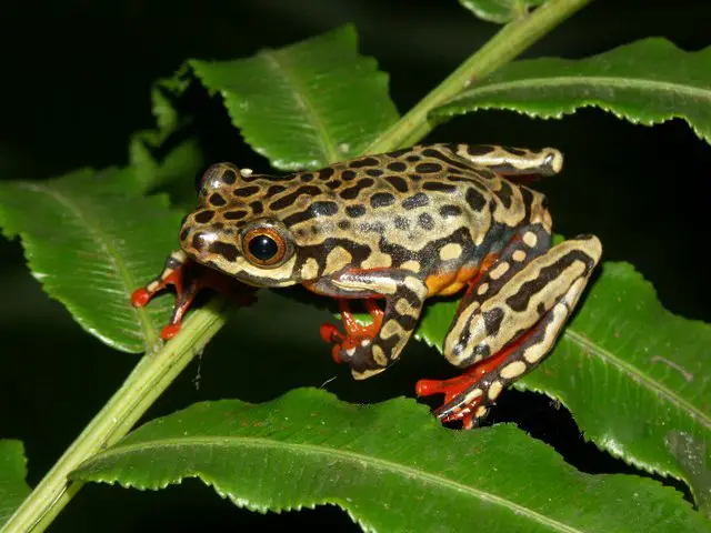 african reed frog