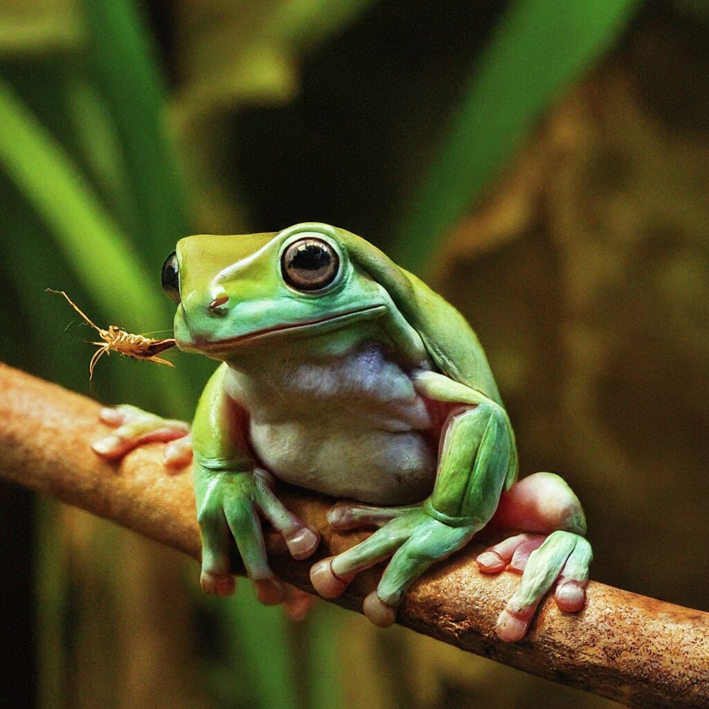 tree frog catching its prey