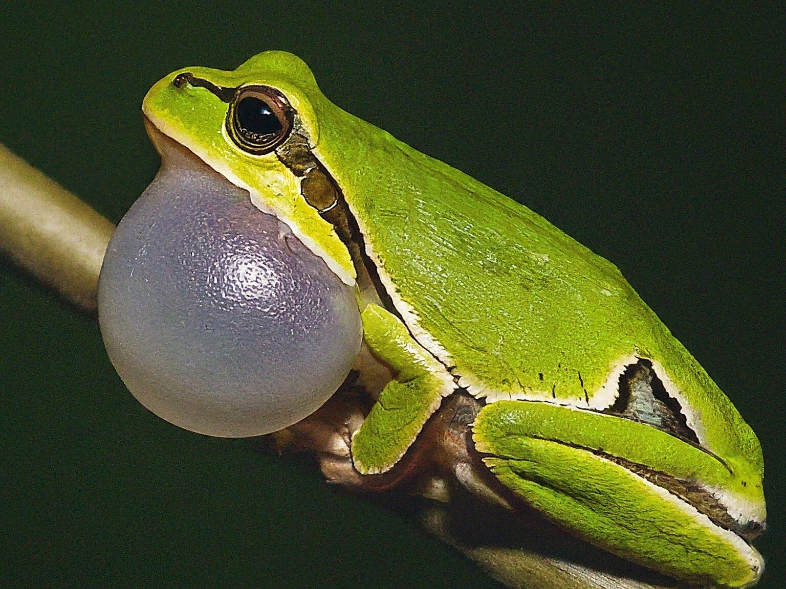 Michigan tree frog calling at night with vocal sac expanded.