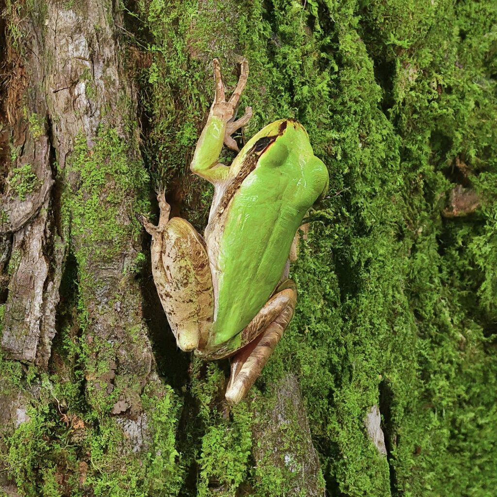 pine wood tree frog