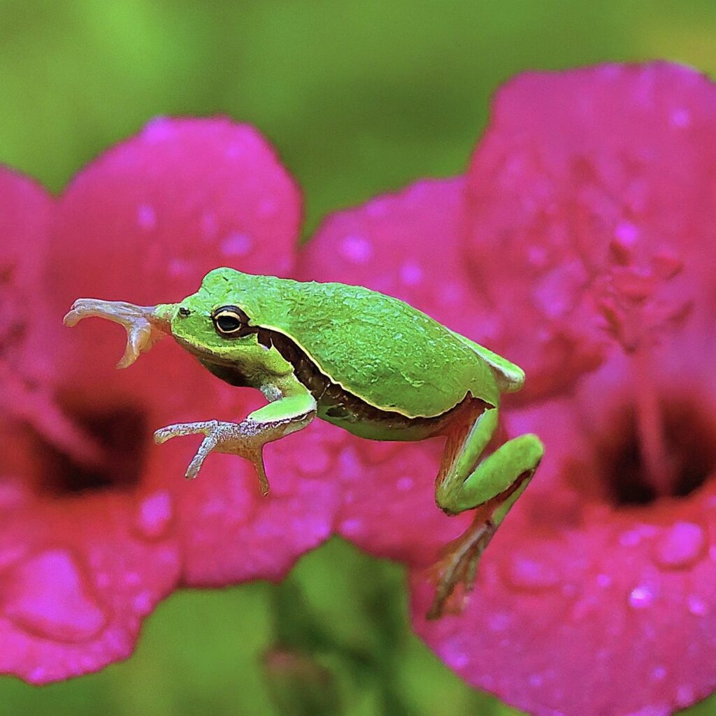 Japanese Tree Frog Facts & Habitat Guide