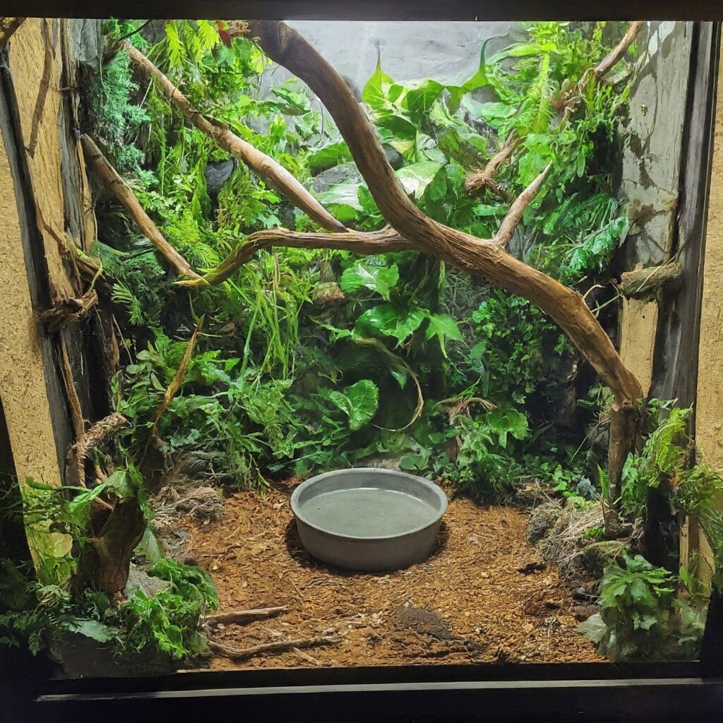 A well-equipped dumpy tree frog enclosure with tall branches, dense leaves, a large, shallow water dish, and several hides for the frog to choose from.