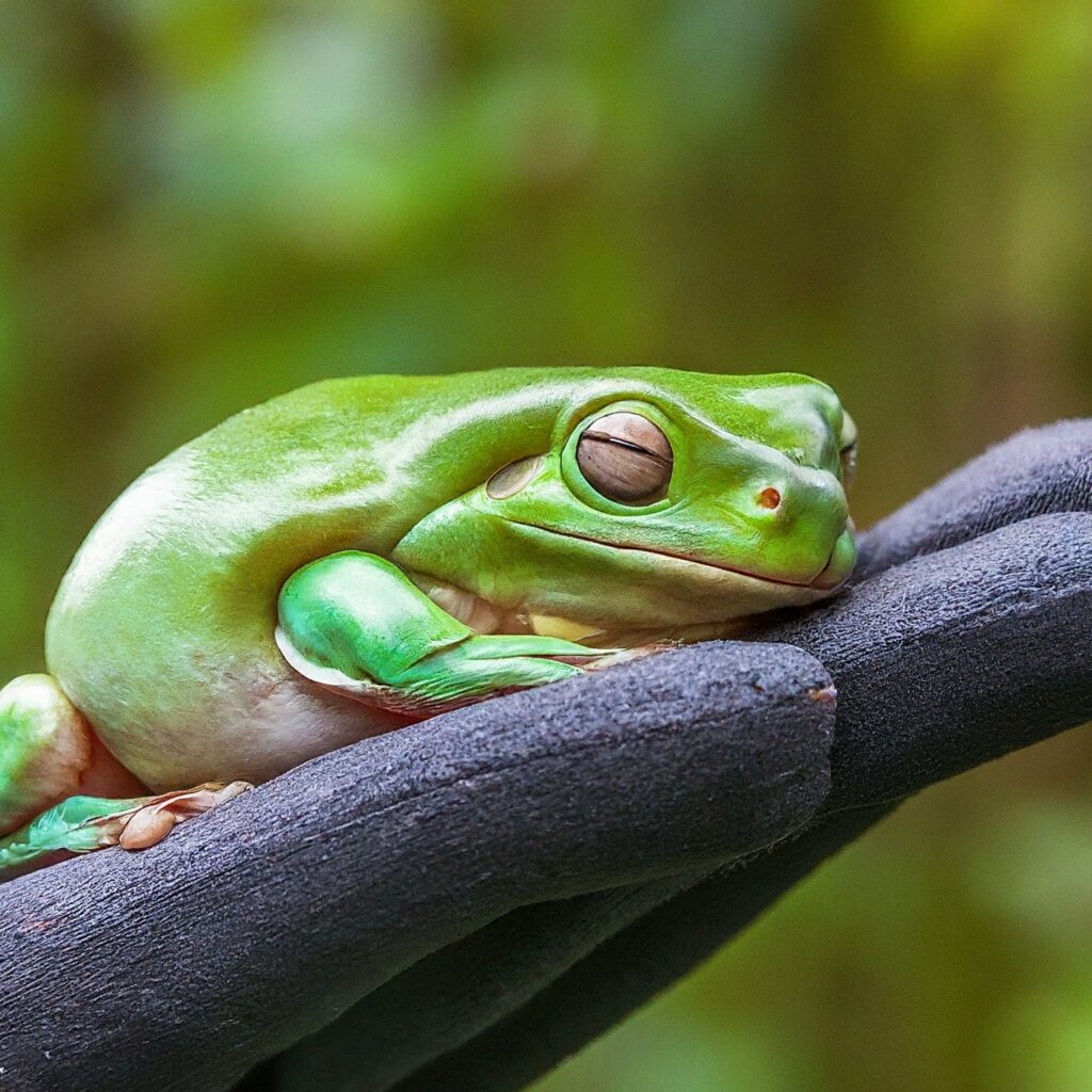 A person wearing gloves carefully holding a dumpy tree frog, demonstrating proper support for safe handling.