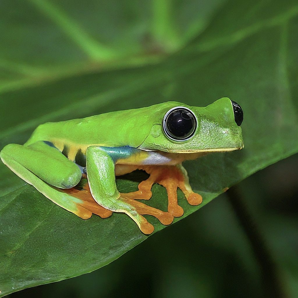black eyed tree frog