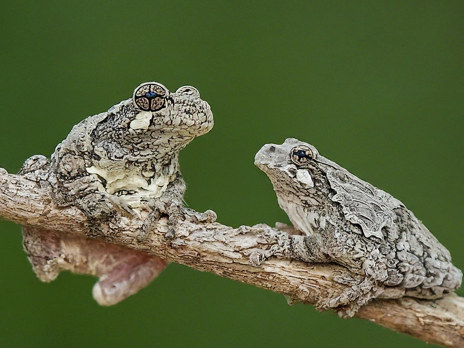 Eastern Gray Treefrog and Cope's Gray Treefrog comparison highlighting size and skin texture differences.