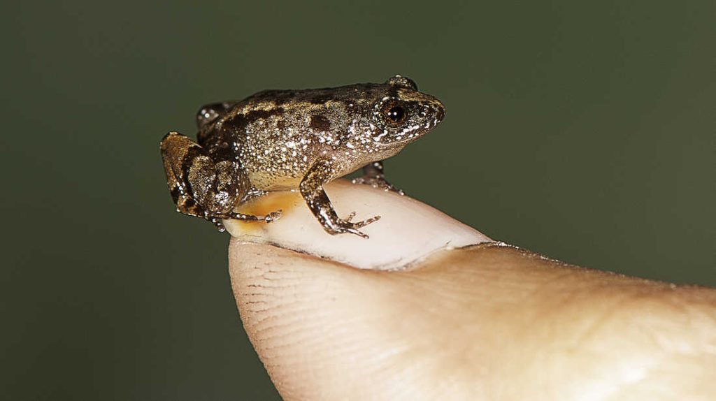 smallest tree frog