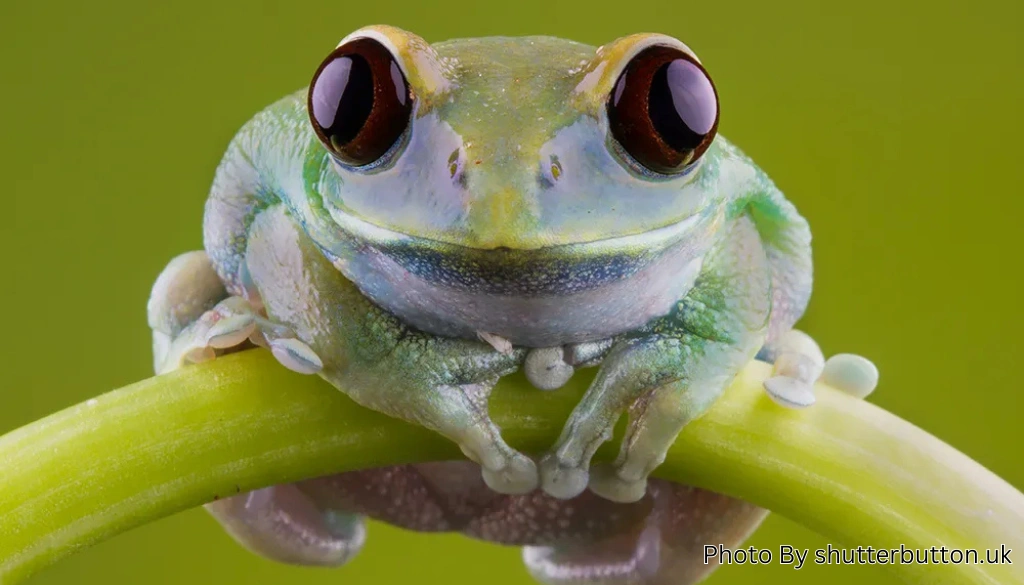 Ruby-Eyed Tree Frog: A Fascinating Amphibian That Captivates Nature Enthusiasts