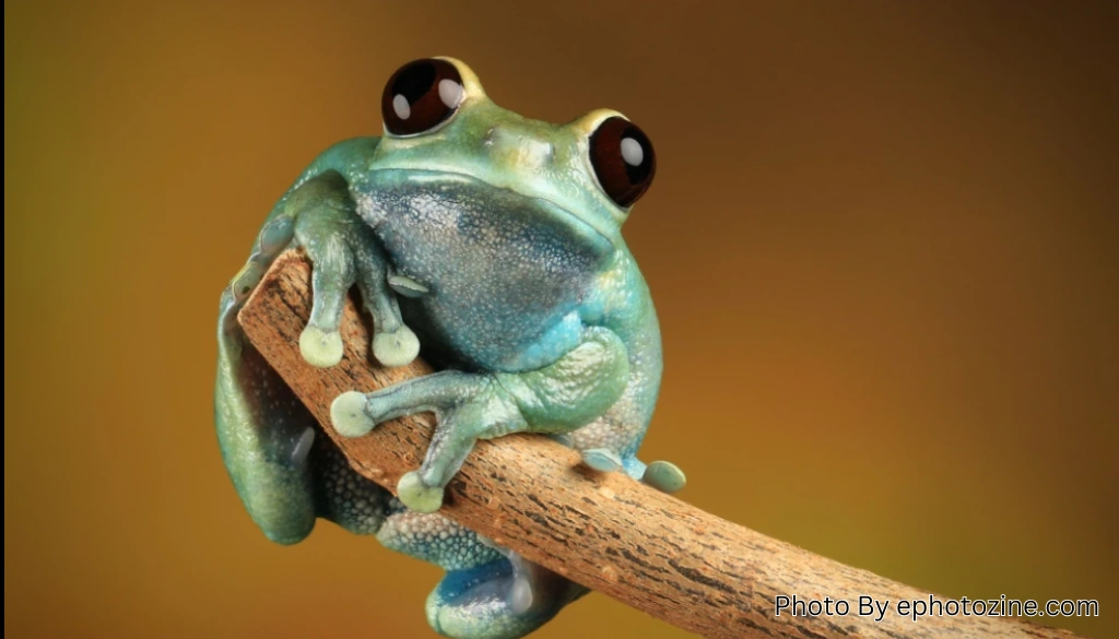 Ruby-Eyed Tree Frog: A Fascinating Amphibian That Captivates Nature Enthusiasts